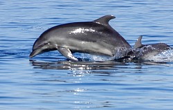 Ionian sea dolphin greece vacation
