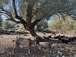 goat greece vacation walking holidau pogonia paleros